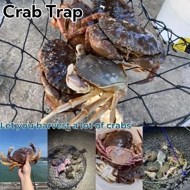 Alt view image 5 of 6 - Double Ring Crab Trap - Steel Ring Crab Net, 24" Top, 20" Bottom, 50' Rope, Clip, Gauge for Dungeness, Rock and Blue Crab