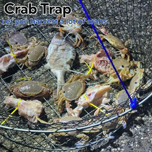 Alt view image 6 of 7 - Double Ring Crab Trap - Steel Ring Crab Net, 24" Top, 20" Bottom, 50' Rope, Clip, Gauge for Dungeness, Rock and Blue Crab