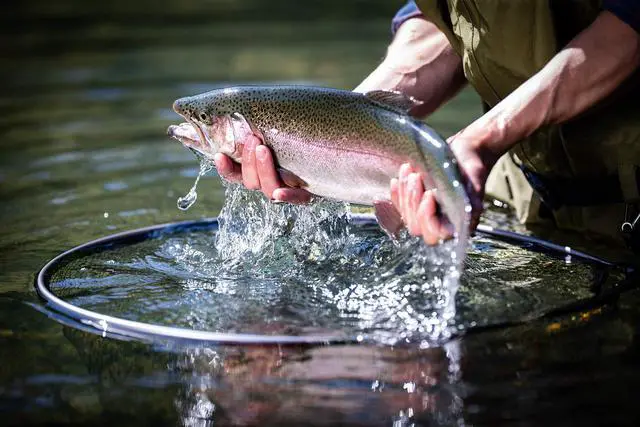 Alt view image 3 of 7 - Floating Trout Net