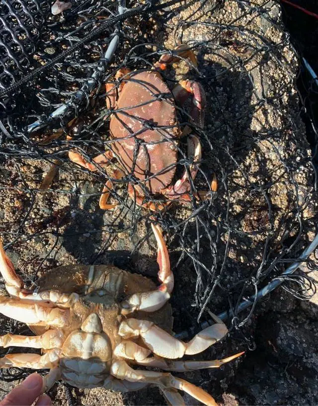 Alt view image 6 of 7 - Crab Trap Hoop Net 2 Ring Trap for Pier Dock Jetty Dungeness Rock Blue Crabs with Float, Line Bait Clip and Bag 24" x 20" x 14"
