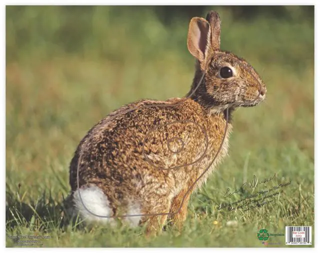 Main image of Rabbit Archery Target 11.25" x 14.25" Photorealistic Life Size Plastic Animal Target Practice, Bow Targets for Archery Training, Hunting Targets with Vanishing Vital Zones, Made in USA
