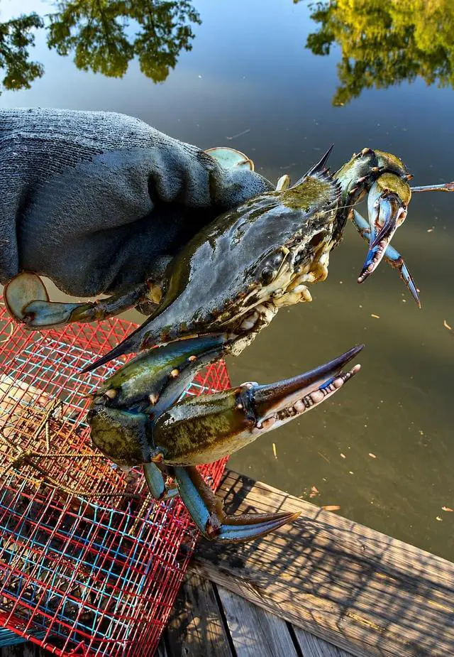 Alt view image 3 of 7 - Florida XL Blue Crab Trap with 6" White Buoy Kit 18 x 24 x 24 Recreational Blue Crab Pot Four-Throat Saltwater Crab Trap Includes Buoy & 30' Rope PVC Coated Wire Fishing Trap
