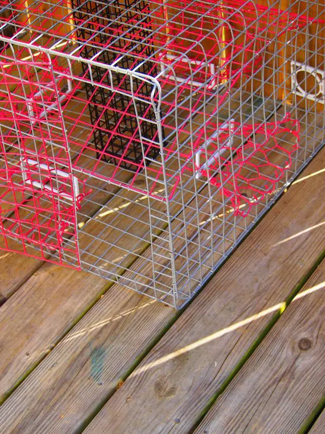 Alt view image 5 of 7 - Florida XL Blue Crab Trap with 6" White Buoy Kit 18 x 24 x 24 Recreational Blue Crab Pot Four-Throat Saltwater Crab Trap Includes Buoy & 30' Rope PVC Coated Wire Fishing Trap