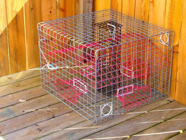 Alt view image 7 of 7 - Florida XL Blue Crab Trap with 6" White Buoy Kit 18 x 24 x 24 Recreational Blue Crab Pot Four-Throat Saltwater Crab Trap Includes Buoy & 30' Rope PVC Coated Wire Fishing Trap