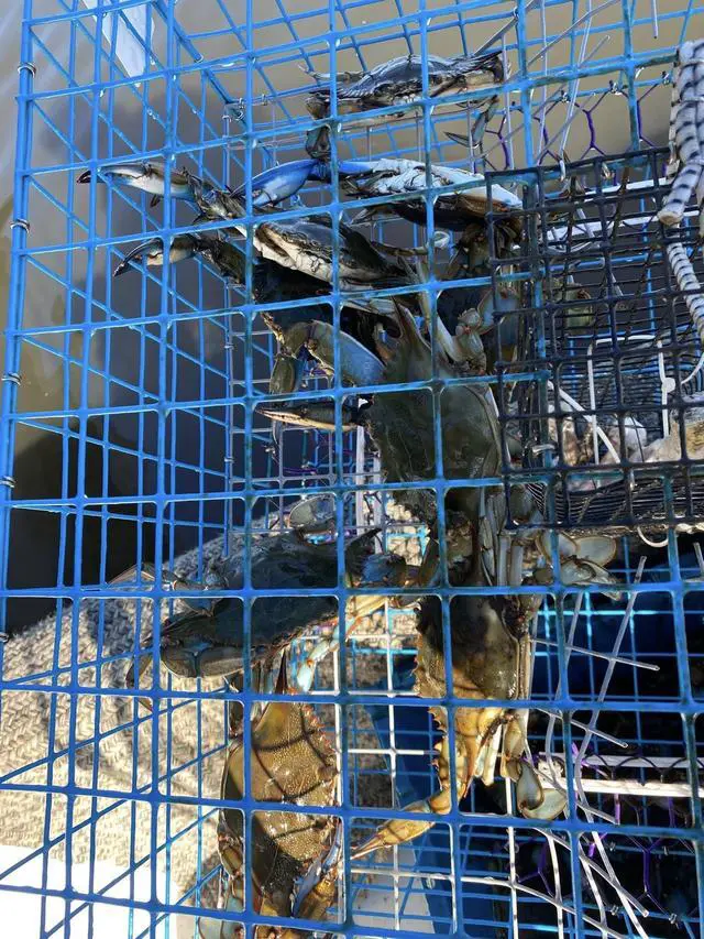 Alt view image 2 of 7 - Florida XL Blue Crab Trap 18 x 24 x 24 Recreational Blue Crab Pot Four-Throat Saltwater Crab Trap Heavy Duty PVC Coated Wire Fishing Trap