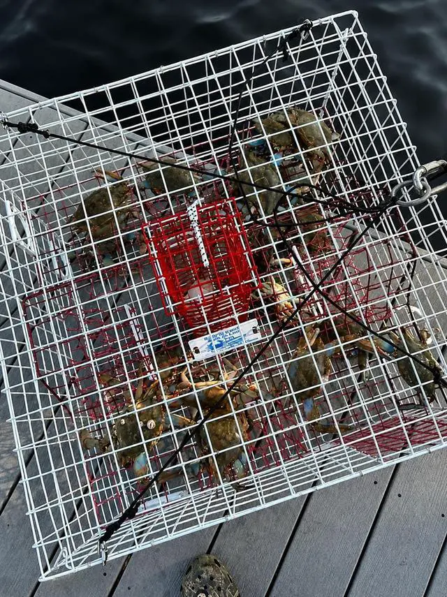 Alt view image 2 of 7 - Florida XL Blue Crab Trap with 6" White Buoy Kit 18 x 24 x 24 Recreational Blue Crab Pot Four-Throat Saltwater Crab Trap Includes Buoy & 30' Rope PVC Coated Wire Fishing Trap