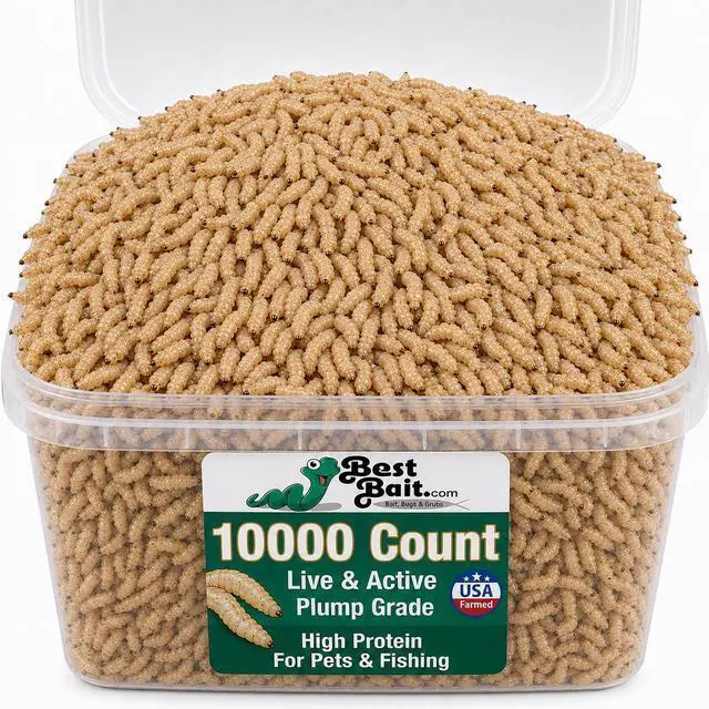 Main image of 10000 Count Premium Live Blue Bottle Fly Maggots (Spikes) Fishing Bait for Trout, Perch, Crappie & Panfish