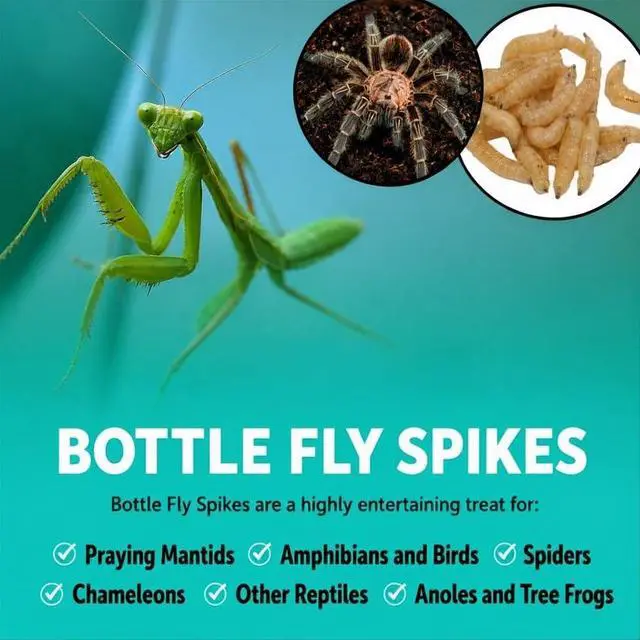 Alt view image 2 of 5 - 5000 Count Premium Live Blue Bottle Fly Maggots (Spikes) Fishing Bait for Trout, Perch, Crappie & Panfish