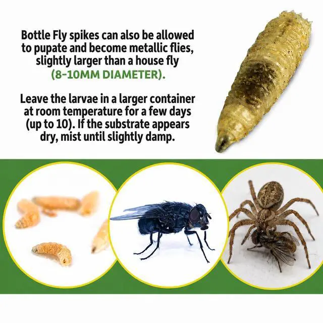Alt view image 3 of 5 - 5000 Count Premium Live Blue Bottle Fly Maggots (Spikes) Fishing Bait for Trout, Perch, Crappie & Panfish