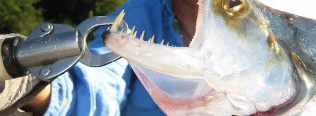 Alt view image 2 of 2 - Fish Gripper and Scale by