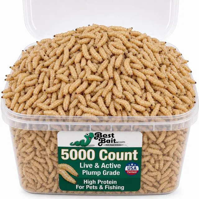 Main image of 5000 Count Premium Live Blue Bottle Fly Maggots (Spikes) Fishing Bait for Trout, Perch, Crappie & Panfish