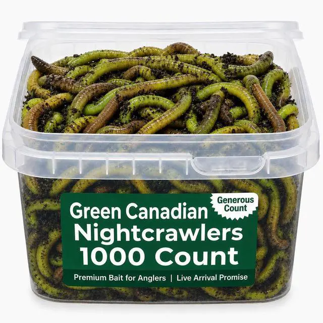 Main image of Count Green Canadian Nightcrawlers (4-6 inch) Worms Treated with Worm-Glo Fishing Bait