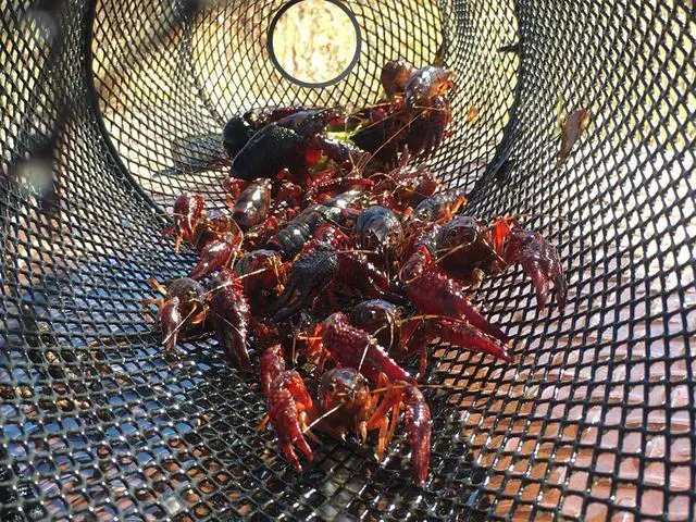 Alt view image 3 of 7 - Crawfish Trap Crawdads Crayfish Trap Torpedo Heavy Duty Bait Steel Mesh Wire Black with Clip Two-Piece Durable (6 Pack)