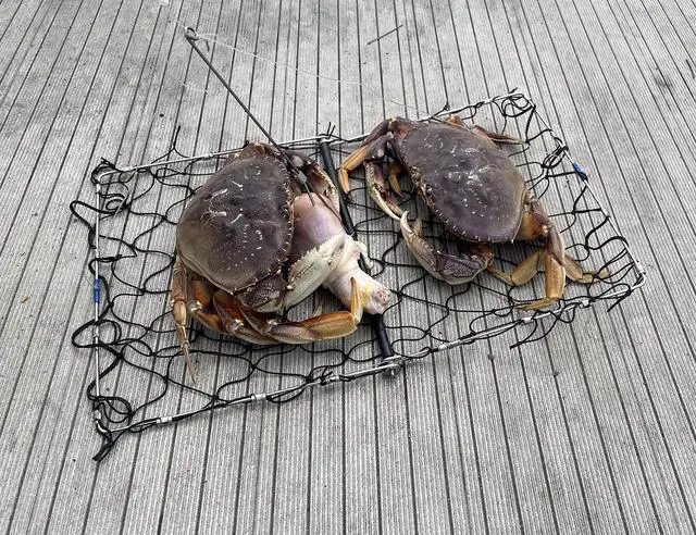 Alt view image 6 of 7 - Foldable Castable Crab Trap - Crab Hawk & Crab Jaw Star Trap with Bait Clip - Portable Fishing Rod Crab Pot for Blue Crabs & Dungeness - Designed in USA