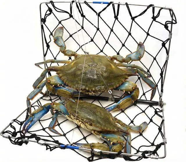 Alt view image 2 of 7 - Foldable Castable Crab Trap - Crab Hawk & Crab Jaw Star Trap with Bait Clip - Portable Fishing Rod Crab Pot for Blue Crabs & Dungeness - Designed in USA