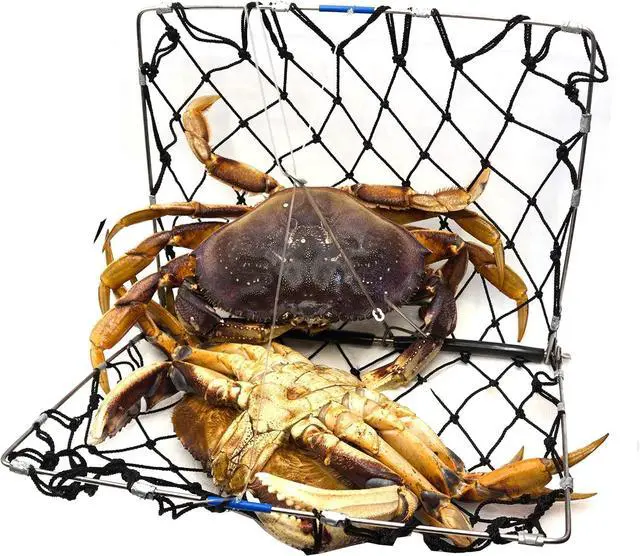 Alt view image 5 of 7 - Foldable Castable Crab Trap - Crab Hawk & Crab Jaw Star Trap with Bait Clip - Portable Fishing Rod Crab Pot for Blue Crabs & Dungeness - Designed in USA
