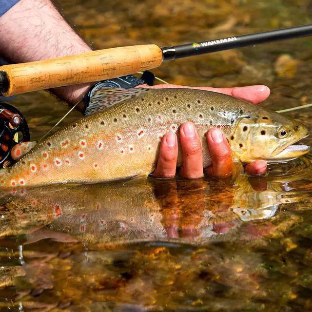 Alt view image 4 of 7 - Outdoors Fly Fishing Rod & Reel Combo Starter Kit with Case and Accessories