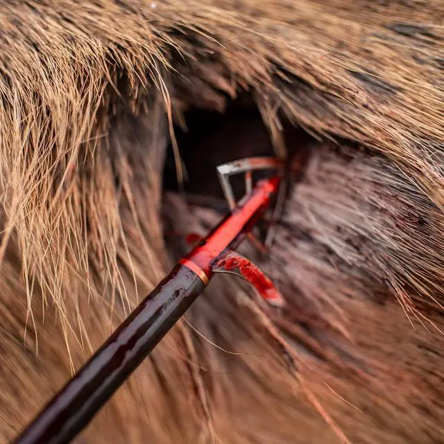 Alt view image 5 of 6 - Gravedigger Extreme 4-Blade Hunting Hybrid Mechanical Broadhead with Cut-on-Contact Tip - 100 Grains | 2.25" Cutting Diameter | 3 Pack