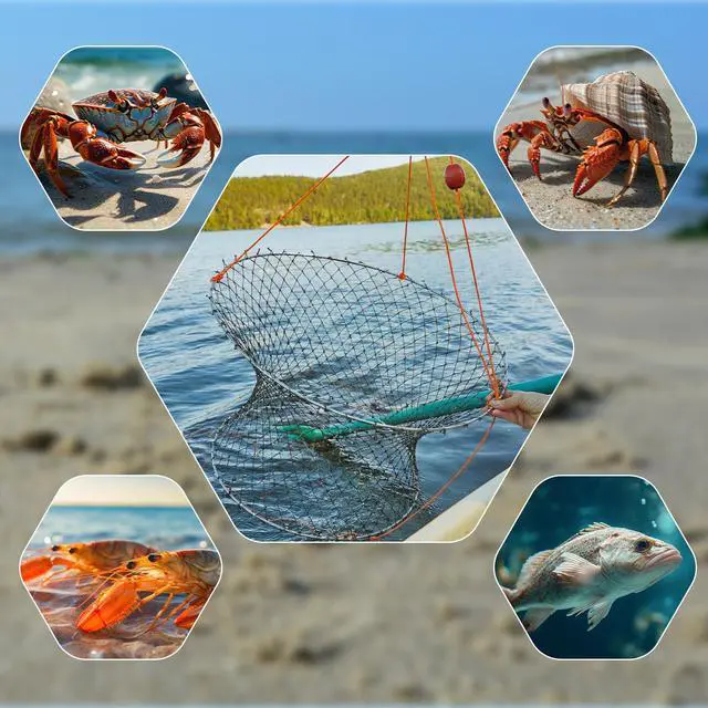 Alt view image 7 of 7 - 2 Set Crab Trap Hoop Net 24 Two Ring Crab Traps Folded Cage Pot with Rope, Bait Bag, Clip, Ruler, Buoy, Line, Wire Mesh Portable Crabbing Snare Kit for Crabbing Blue Crabs Lobster Dock Pier