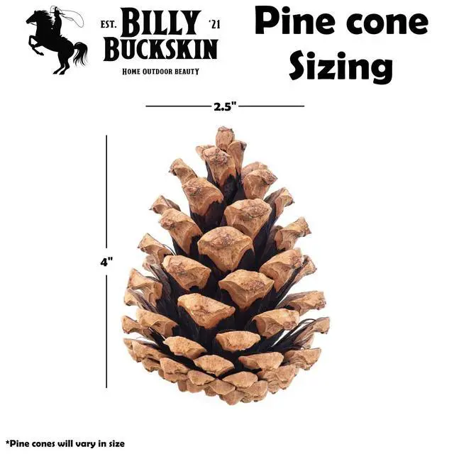 Alt view image 2 of 7 - 20 Large Natural Pine Cones for Crafts, 3" to 4" Tall Pine Cones Craft for Table, Home Decor, Vase Fillers, Desk & Christmas Trees, Unscented Pinecones Crafts Ornament for Decorating by Billy Buckskin