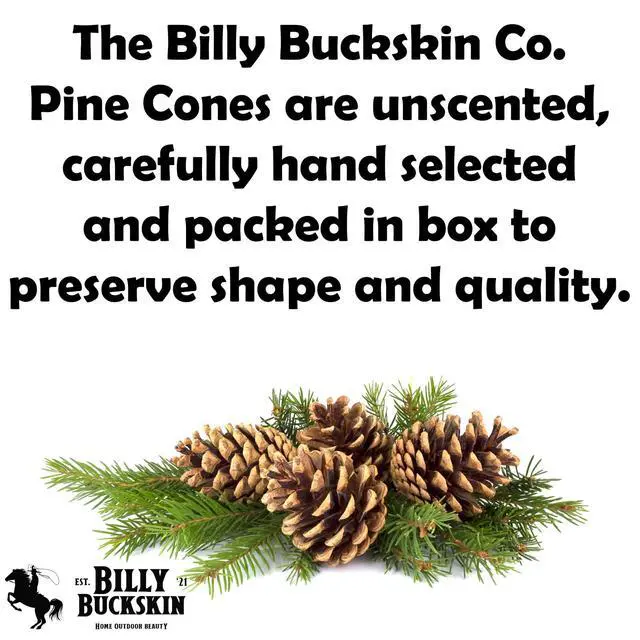 Alt view image 3 of 7 - 20 Large Natural Pine Cones for Crafts, 3" to 4" Tall Pine Cones Craft for Table, Home Decor, Vase Fillers, Desk & Christmas Trees, Unscented Pinecones Crafts Ornament for Decorating by Billy Buckskin