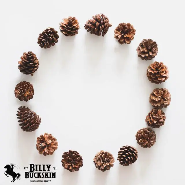 Alt view image 5 of 7 - 20 Large Natural Pine Cones for Crafts, 3" to 4" Tall Pine Cones Craft for Table, Home Decor, Vase Fillers, Desk & Christmas Trees, Unscented Pinecones Crafts Ornament for Decorating by Billy Buckskin