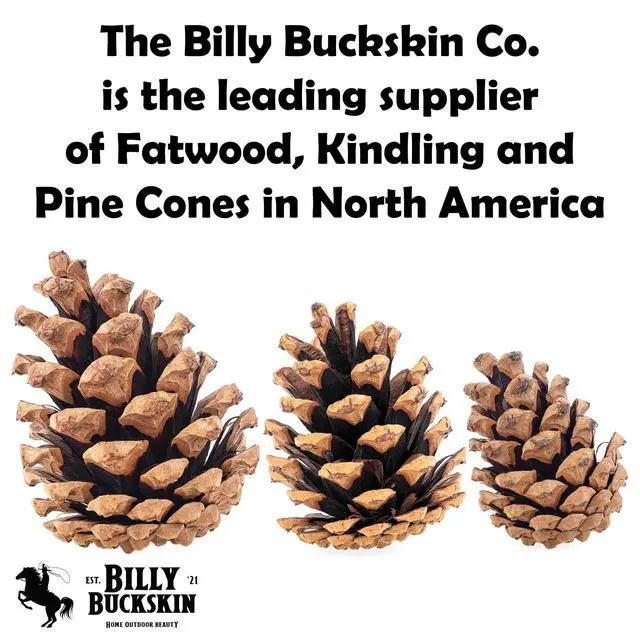 Alt view image 6 of 7 - 20 Large Natural Pine Cones for Crafts, 3" to 4" Tall Pine Cones Craft for Table, Home Decor, Vase Fillers, Desk & Christmas Trees, Unscented Pinecones Crafts Ornament for Decorating by Billy Buckskin