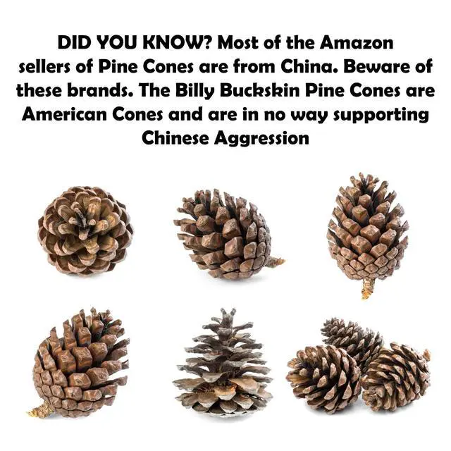 Alt view image 7 of 7 - 20 Large Natural Pine Cones for Crafts, 3" to 4" Tall Pine Cones Craft for Table, Home Decor, Vase Fillers, Desk & Christmas Trees, Unscented Pinecones Crafts Ornament for Decorating by Billy Buckskin