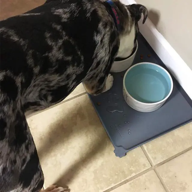 Alt view image 5 of 6 - Waterproof Pet Feeding Mats with High Lips - Multiple Size and Colors for Dogs, Cats & Others-G