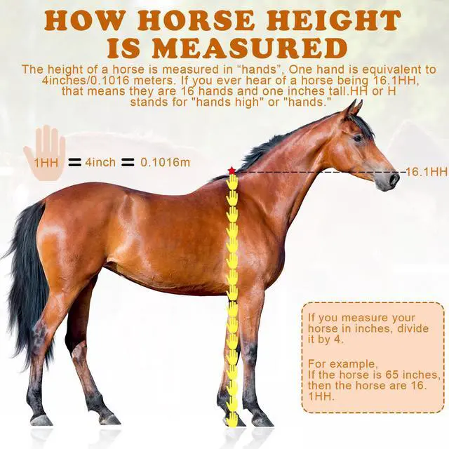 Alt view image 2 of 7 - 2 PCS Horse Height Measuring Kit - Foldable 91 Inch Tape & Lightweight Aluminum Stick (27.5-74.8 Inch), Accurately Measure Horse Height in Hands