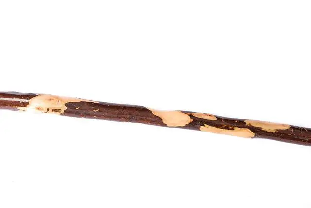 Alt view image 5 of 6 - Bark-Keeping Clumpy Pattern Wooden Walking Stick with a Compass (Nature Color, 55 Inches, 1 Piece)¡