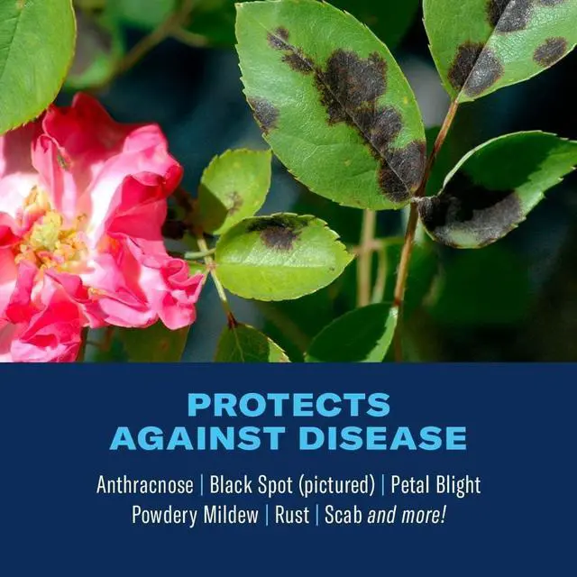 Alt view image 3 of 7 - BioAdvanced 3-in-1 Insect, Disease, and Plant Mite Control - Insecticide, Fungicide & Miticide - Ready-to-Spray- Prevents Pests and Diseases - Up to 30 Days Protection - 32 fl oz Bottle