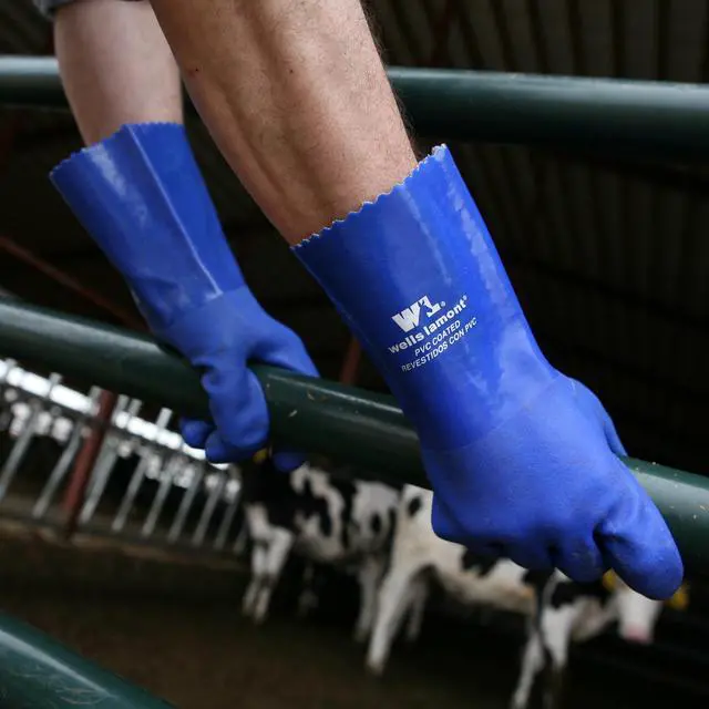 Alt view image 7 of 7 - Heavy Duty Rubber Gloves with PVC Coating, Chemical and Abrasion Resistant, Waterproof, 12-Inch Cuff, Large, Blue (174L)