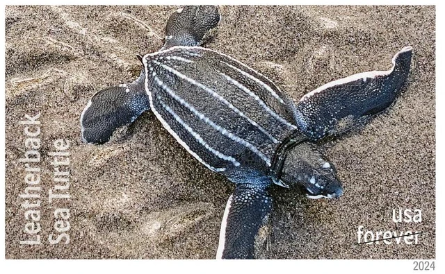 Alt view image 5 of 7 - Protect Sea Turtles 2024 (5 Sheets of 18) Commemorative First-Class Mail Forever Postage Stamps