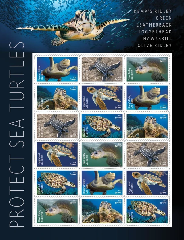 Alt view image 3 of 7 - Protect Sea Turtles 2024 (5 Sheets of 18) Commemorative First-Class Mail Forever Postage Stamps