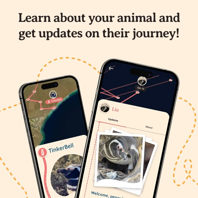 Alt view image 5 of 7 - Penguin Tracking Bracelet Track a Real Penguin's Journey Supports Wildlife Conservation Elastic on Interactive Mobile App Map Unisex Conservation Gift