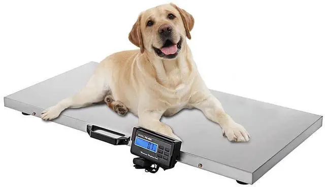 Main image of Veterinary Scale, 1100LB Heavy Duty Digital Livestock Platform Scale with Power Adapter for Vet Animal Pet Cat Dog Cattle Goat, Stainless Steel Platter Livestock Scale