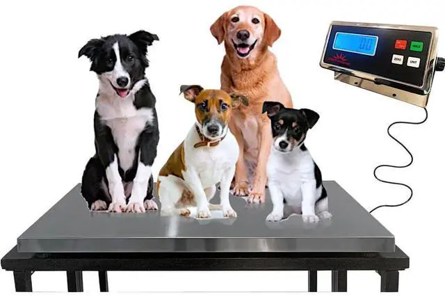 Main image of Liberty LS-922 Livestock Scale 1000 lb x 0.2 lb Size 43" x 20" Heavy Duty Digital Animal Scale, Vet Scale & Farm Scale for Dogs, Goat, Pig or Sheep