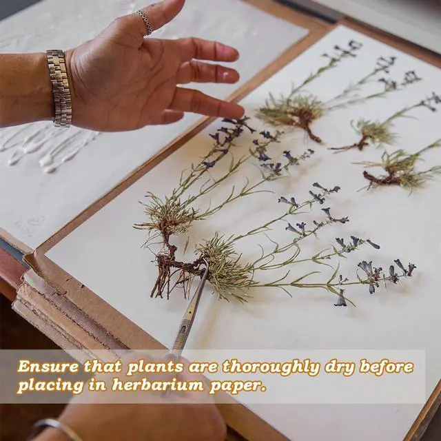 Alt view image 4 of 7 - Herbarium Mounting Paper, 11.5x16.5 in, 0.015'' Thickness-100 Pack | Archival Quality, PH 8.5, Acid-Free, Unbuffered Material for Institutions, Museums, Store and Display Dried Plant Specimens