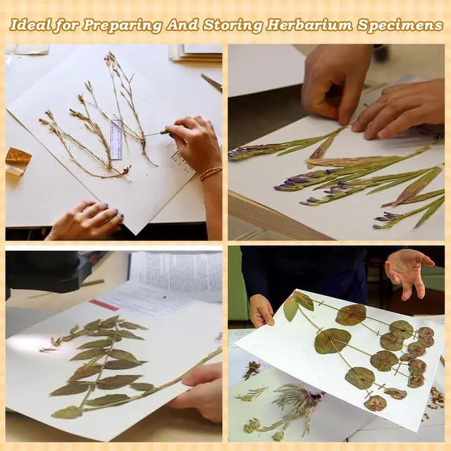 Alt view image 5 of 7 - Herbarium Mounting Paper, 11.5x16.5 in, 0.015'' Thickness-100 Pack | Archival Quality, PH 8.5, Acid-Free, Unbuffered Material for Institutions, Museums, Store and Display Dried Plant Specimens