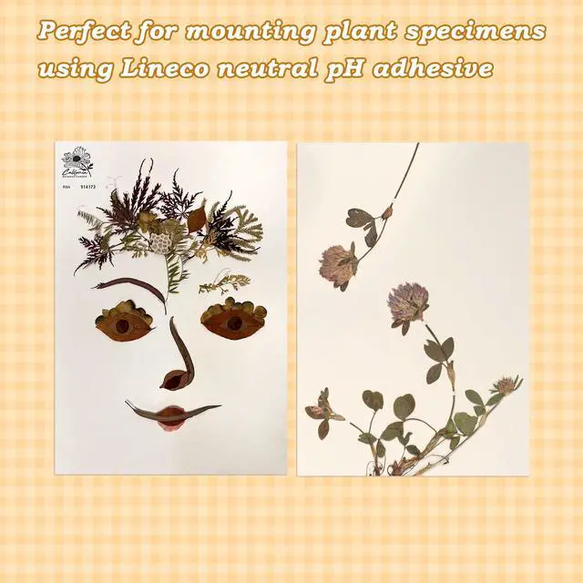 Alt view image 3 of 7 - Herbarium Mounting Paper, 11.5x16.5 in, 0.015'' Thickness-100 Pack | Archival Quality, PH 8.5, Acid-Free, Unbuffered Material for Institutions, Museums, Store and Display Dried Plant Specimens