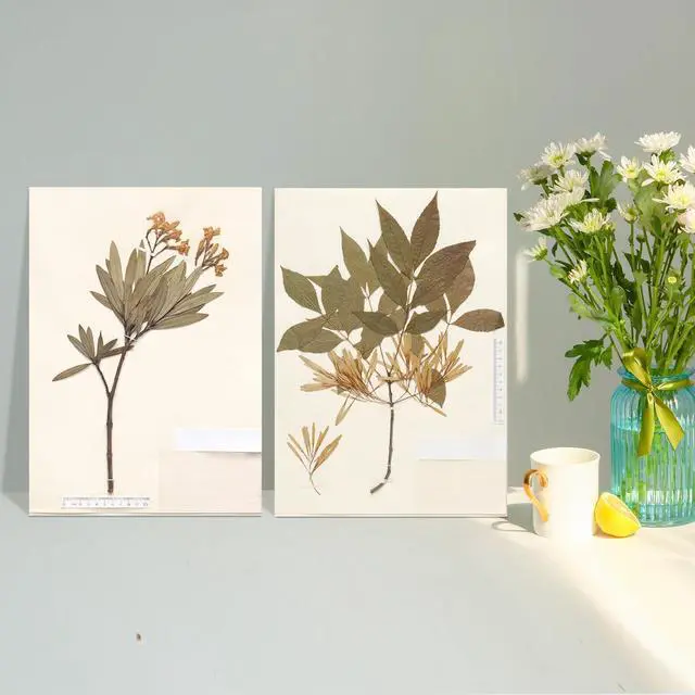 Alt view image 6 of 7 - Herbarium Mounting Paper, 11.5x16.5 in, 0.015'' Thickness-100 Pack | Archival Quality, PH 8.5, Acid-Free, Unbuffered Material for Institutions, Museums, Store and Display Dried Plant Specimens