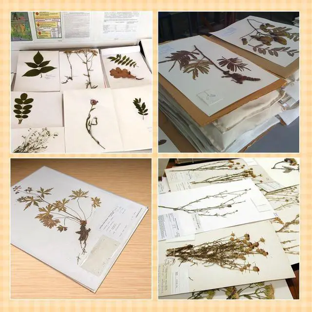 Alt view image 7 of 7 - Herbarium Mounting Paper, 11.5x16.5 in, 0.015'' Thickness-100 Pack | Archival Quality, PH 8.5, Acid-Free, Unbuffered Material for Institutions, Museums, Store and Display Dried Plant Specimens