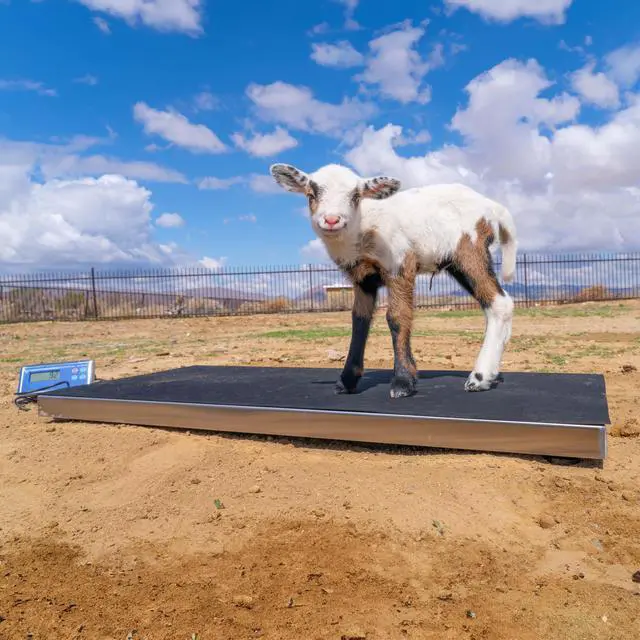 Alt view image 2 of 7 - PEC Livestock Animal Scale/Farm Animal Scales for Weighing Small to Medium Sized Animals, Lamb, Goat, Sheep, Pigs, hogs, Donkey, Calf, Digital Indicator Included, Capacity 700lbs (38 x 20)