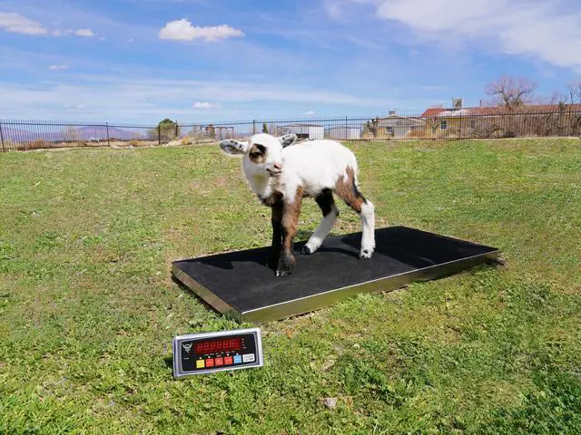Alt view image 5 of 7 - PEC Livestock Animal Scale/Farm Animal Scales for Weighing Small to Medium Sized Animals, Lamb, Goat, Sheep, Pigs, hogs, Donkey, Calf, Digital Indicator Included, Capacity 700lbs (38 x 20)
