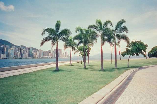 Alt view image 4 of 6 - Amber D100 35mm Color Negative Cine Film, 27 Exposures, ISO100, 135, Cinematic, Motion Picture Style, C41 Process