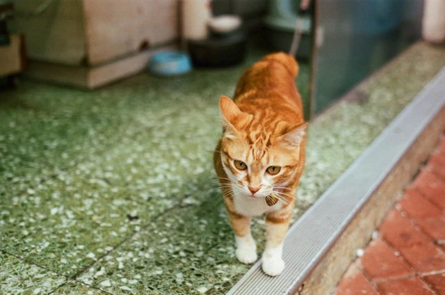 Alt view image 5 of 6 - Amber D320 AHU Film 35mm Color Negative Cine Film, 27 Exposures, ISO320, Cinematic, C41 or ECN-2 Process