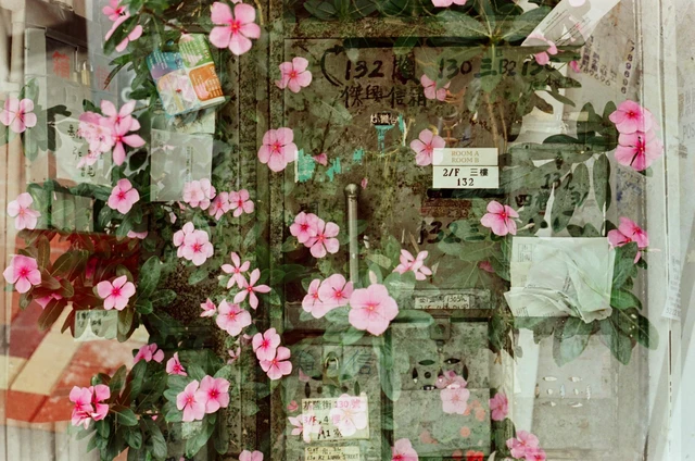 Alt view image 4 of 6 - Amber D320 AHU Film 35mm Color Negative Cine Film, 27 Exposures, ISO320, Cinematic, C41 or ECN-2 Process