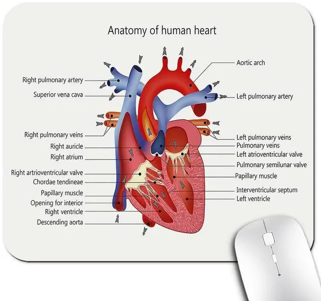 Main image of Educational Mouse Pad, Structure of The Heart Human Body Anatomy Desk Mat