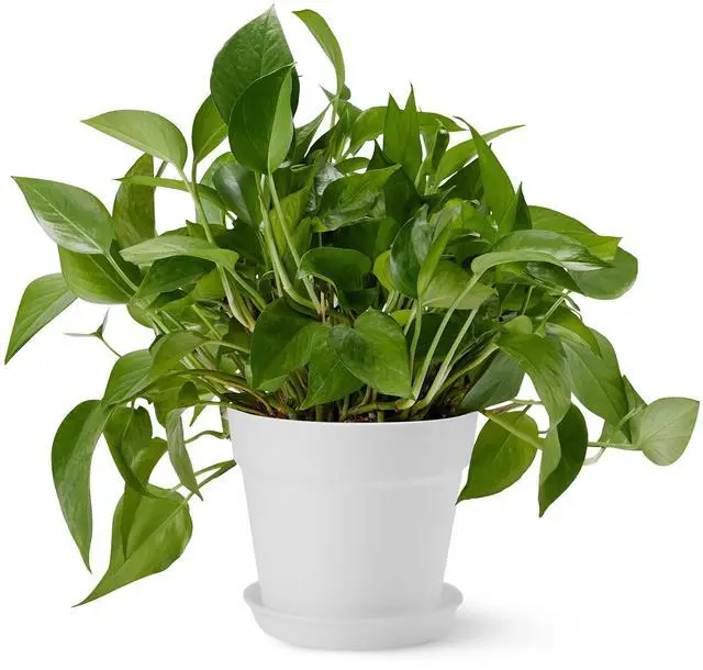 Main image of Plant Pot with Drainage Holes and Ridges, Lightweight, Matte White, 6 inch, 1-Pack